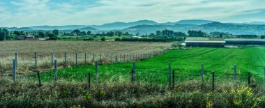 Avrupa, İtalya, Roma 'dan Floransa' ya tren, otların üzerinde duran sığır sürüsü