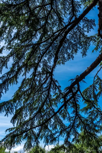 이탈리아 하늘을 배경으로 나뭇가지 — 스톡 사진