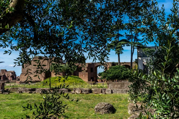 Europa Italië Rome Forum Romanum Een Groot Groen Veld Met — Stockfoto