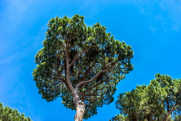 Europe Italie Rome Forum Romain Gros Plan Arbre — Photo