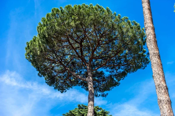 이탈리아 나무의 — 스톡 사진