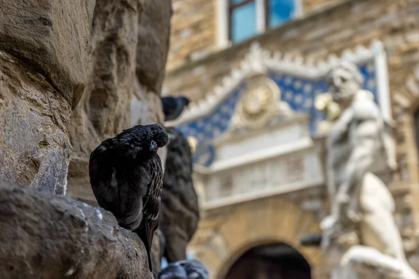 Italie Florence Piazza Della Signoria Avec Pigeon — Photo