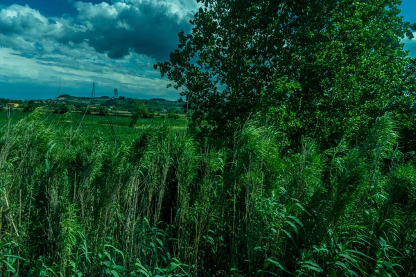 Europa Italia Florencia Pisa Tren Primer Plano Campo Verde Exuberante — Foto de Stock