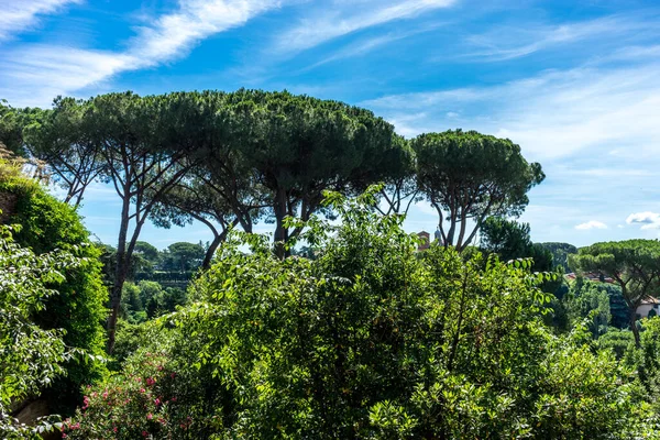 Italië Rome Forum Romanum Hoge Bomen Met Blauwe Lucht — Stockfoto