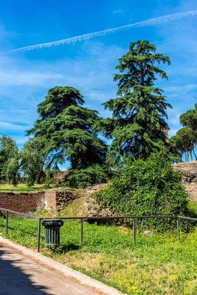 Europa Italië Rome Romeins Forum Een Boom Een Grazige Omgeving — Stockfoto