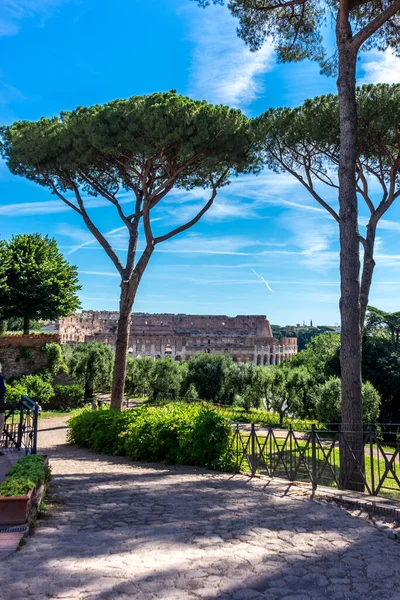 Italië Rome Forum Romanum Een Boom Voor Het Romeinse Colosseum — Stockfoto