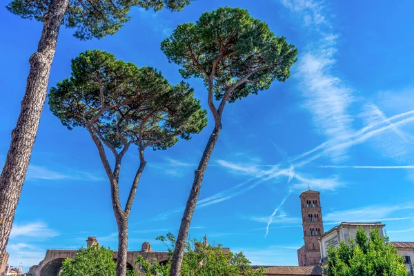 Europa Italië Rome Forum Romanum Een Groep Palmbomen Naast Een — Stockfoto