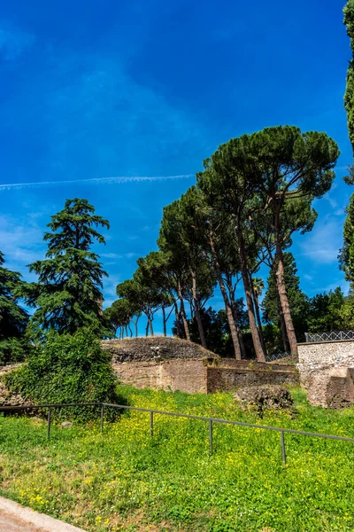 Europa Itália Roma Fórum Romano Uma Árvore Uma Colina Gramada — Fotografia de Stock