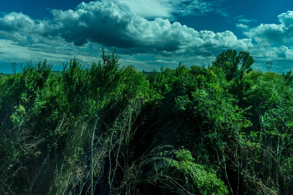 Europe Italie Florence Pise Train Groupe Nuages Dans Forêt — Photo