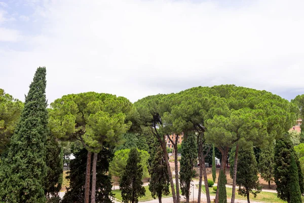 ヨーロッパ イタリア ローマ サンタンジェロ城 ハドリアヌスの廟 森の中の大きな木 — ストック写真