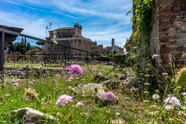 Рим Италия Июня 2018 Года Древние Руины Римского Форума Палатинский — стоковое фото