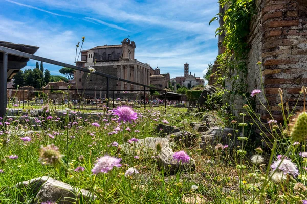 Rome Italië Juni 2018 Oude Ruïnes Van Het Forum Romanum — Stockfoto