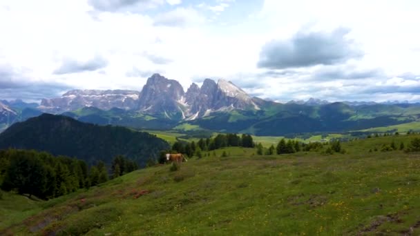 Alpe Siusi Seiser Alm Dengan Sassolungo Langkofel Dolomite Sapi Padang — Stok Video