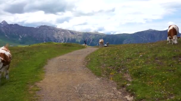 Alpe Siusi Seiser Alm Dengan Sassolungo Langkofel Dolomite Sapi Padang — Stok Video