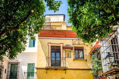 İspanya, Seville, Avrupa, Düşük Açı Ağaç Görünümü Karşılıklı Gökyüzü Yapılandırarak