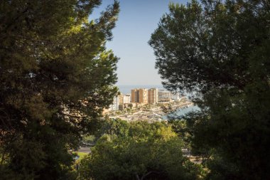 İspanya, Malaga, Avrupa, bir binanın önünde büyük bir ağaç