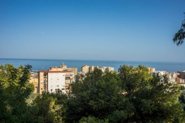 İspanya, Malaga, Avrupa, şehirde büyük bir ağaç