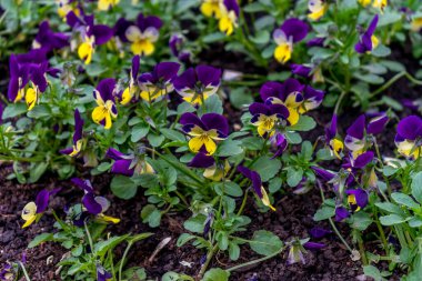 Brüksel, Belçika 'da mor, mor ve sarı orkide çiçekleri