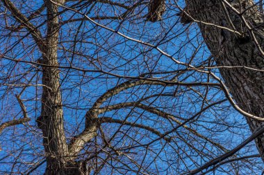 Avrupa, Belçika, Bruges, bir ağaca yakın çekim