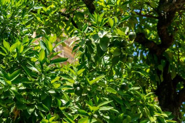 İspanya, Cordoba, Avrupa, Taze Yeşilin Yakın Çekimi