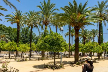 İspanya, Cordoba, Avrupa, PALM TÜRKETLERİNDE AÇIKLAR