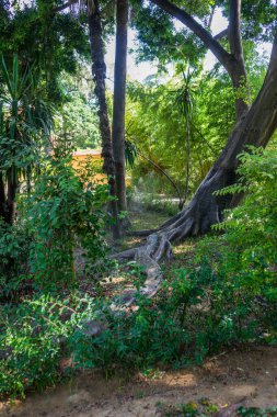 İspanya, Seville, Avrupa 'da köklü bahçelerde ağaçlar