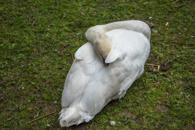 Belçika, Brugge 'deki bir kanalda dinlenen Beyaz Kuğu