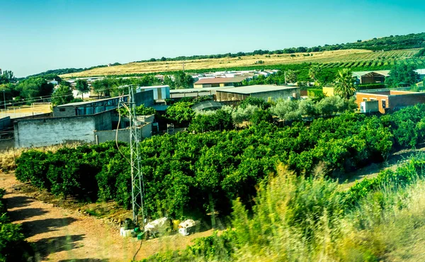 スペイン コルドバ ヨーロッパ 空に向かって構築することによって植物や木 — ストック写真