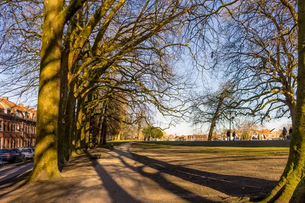 Belçika Bruges Kışın Çıplak Ağaç — Stok fotoğraf