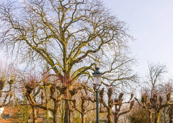 Europe Belgium Bruges Tree Forest — Stock Photo, Image