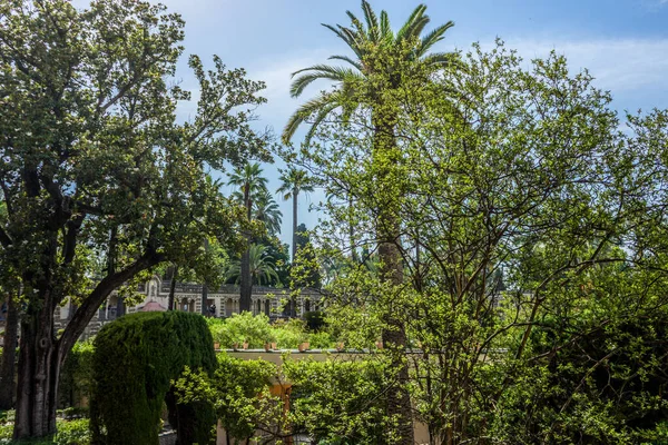 España Sevilla Árbol Jardín Contra Cielo Europa —  Fotos de Stock