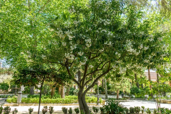 España Ronda Vista Escenica Del Árbol Con Flores Blancas —  Fotos de Stock