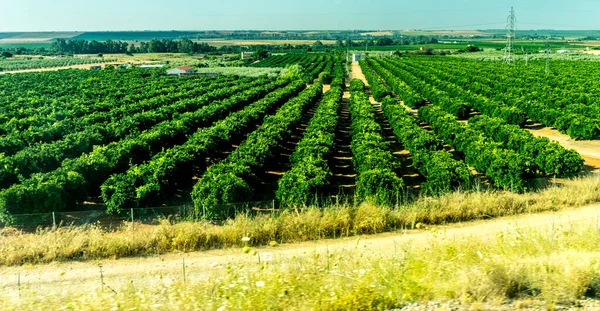 Espanha Córdoba Europa Vista Cenica Vineyard — Fotografia de Stock