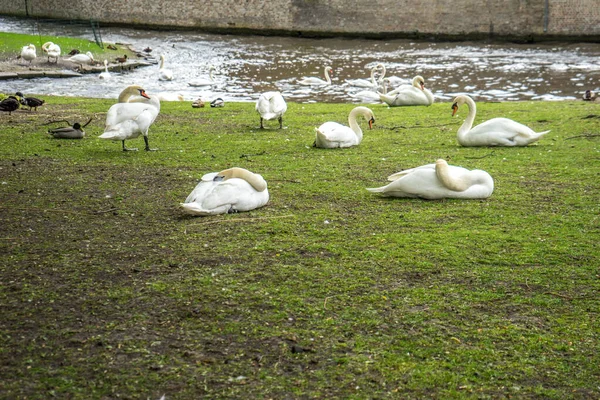 Cisne Branco Descansando Por Canal Brugge Bélgica Europa — Fotografia de Stock