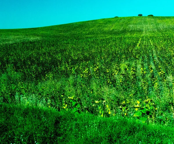 Spain Ronda Europe Scenic View Agricultural Field Sky — 스톡 사진