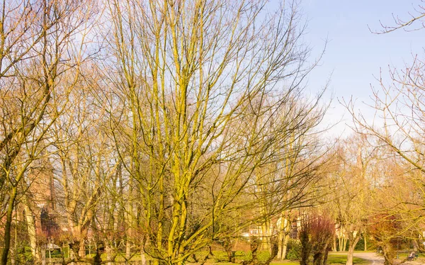 Bélgica Bruges Árvore Velha Estéril — Fotografia de Stock