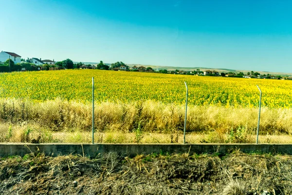 スペイン コルドバ ヨーロッパ ブルースカイに対する農業分野の科学的見解 — ストック写真