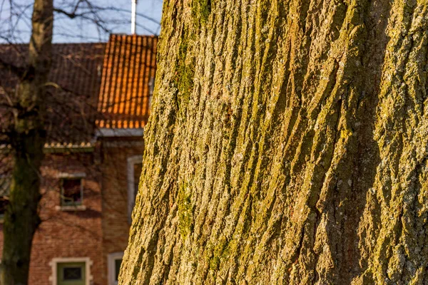 Bélgica Bruges Casca Árvore — Fotografia de Stock