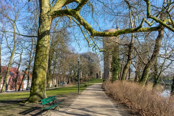 Belçika Bruges Ormandaki Ağaç — Stok fotoğraf