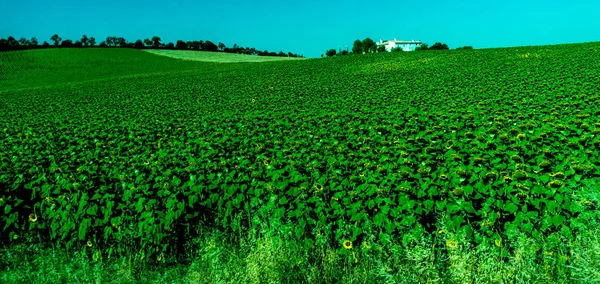 スペイン ロンダ ヨーロッパ スカイに対する農業分野の科学的見解 — ストック写真