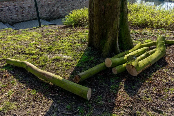 벨기에 나무로 통나무 — 스톡 사진