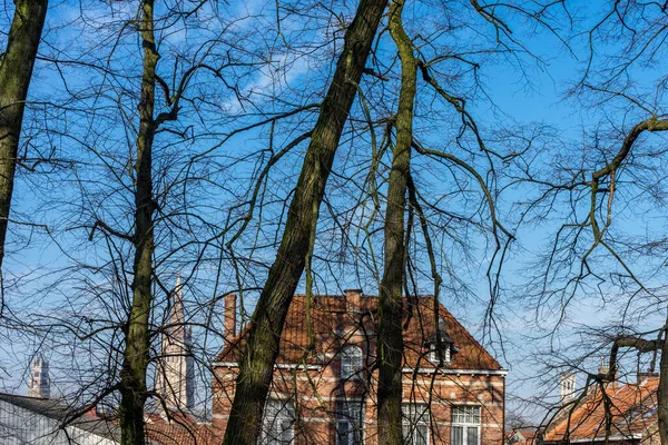 Belçika Bruges Yaprakları Olmayan Çorak Ağaçlar — Stok fotoğraf