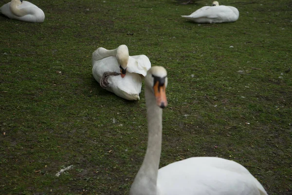 Ein Ruhender Schwan Brügge Belgien Europa — Stockfoto