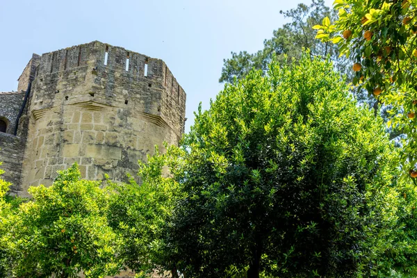 Spanje Cordoba Europa Low Angle View Trees Plants Sky — Stockfoto