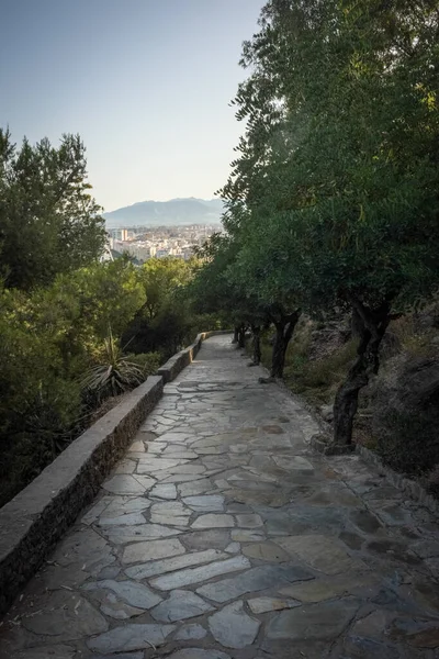 スペイン マラガ ヨーロッパ 道路の脇に木のある道 — ストック写真