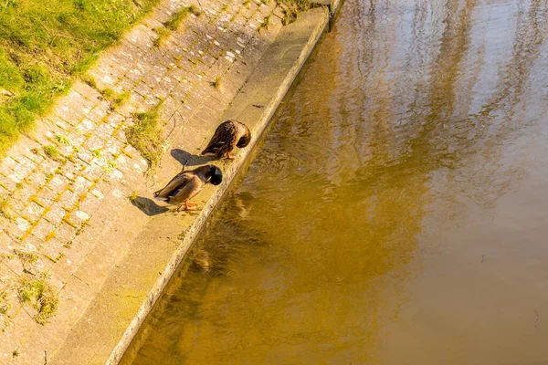 Belgium Bruges Duck Jump Canal — Stock Photo, Image