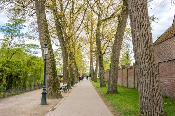 Piękne Drzewo Zielonymi Liśćmi Widokiem Jezioro Miłości Jezioro Minnewater Brugii — Zdjęcie stockowe