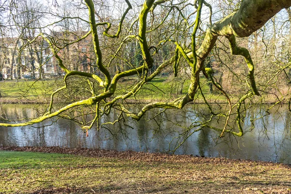 Bélgica Brujas Árbol Bosque — Foto de Stock