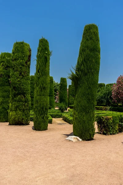 スペイン コルドバ ヨーロッパ 澄んだ青い空に向かって畑に成長する木 — ストック写真