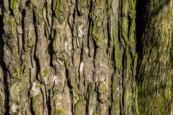 Avrupa Belçika Bruges Ormandaki Büyük Bir Ağaç — Stok fotoğraf